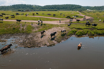 Aerial view of cows herd grazing on pasture field, top view drone pov , in grass field these cows...