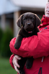 labrador retriever puppy