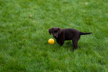 labrador retriever puppy playing