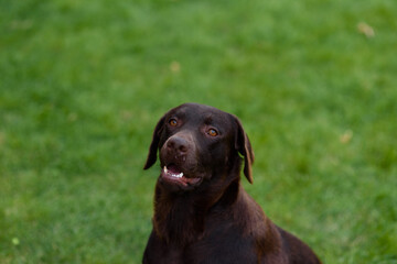 black labrador dog