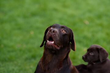 labrador retriever puppy