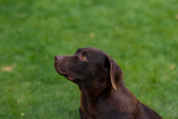 labrador retriever puppy
