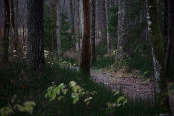 Landscape with footpath through a dark forest