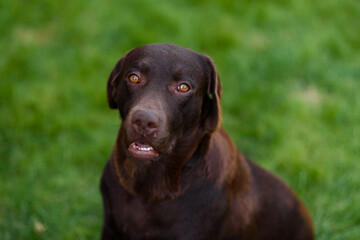 chocolate labrador retriever