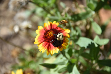 INSECTS- North Carolina- Close Up of Two Very Different Bees Pollinating the Same Flower