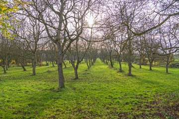 Blick auf die Insel Nonnenwerth und das Siebengebirge