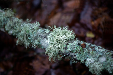 Grey lichen on twig on dark woodland background...