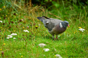 a wild pigeon walks on a meadow looking for food close-up