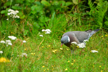 a wild pigeon walks on a meadow looking for food close-up