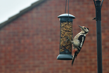 woodpecker
  big on the feeder in the garden