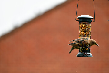 feeder in the garden with young starlings