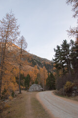 Obraz premium Colors of the autumn in St. Moritz..