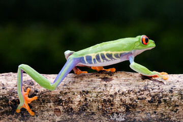 red eyed tree frog