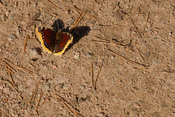 Funeral cloak A butterfly spreads its wings in the warm spring sun on the ground. Horizontal photo with copy space