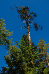 Green spruce on a background of blue sky. Vertical photo