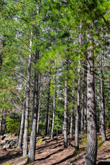 Naklejka premium Rows of trees in a Pine Forest Plantation.