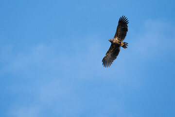 The white-tailed eagle (Haliaeetus albicilla)