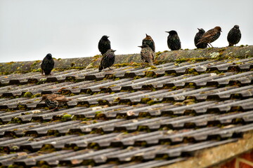 a cluster of starlings perched on the roof of the house