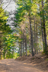 Fototapeta na wymiar Dirt track through a Pine Forest Plantationin