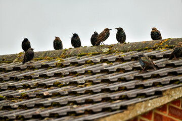 a cluster of starlings perched on the roof of the house
