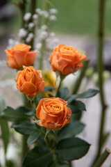 Dekoration orange Rosen