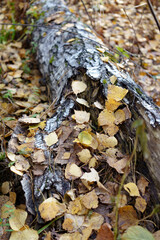 The birch and the leaves on it