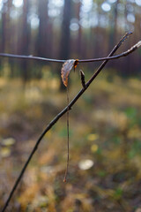 Hanging leaf on the branch