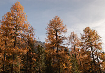 Fototapeta premium Colors of the autumn in St. Moritz.
