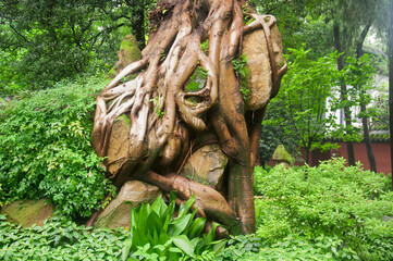 unique tree and root system in a chinese garden