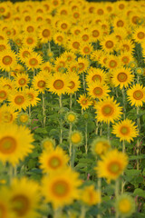 ひまわりのある風景