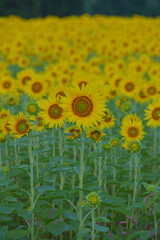 ひまわりのある風景
