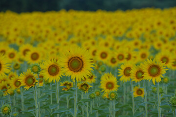 ひまわりのある風景