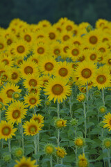 ひまわりのある風景