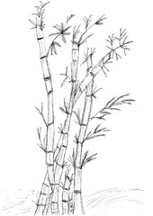 Hand drawing of Bamboo tree with black ink