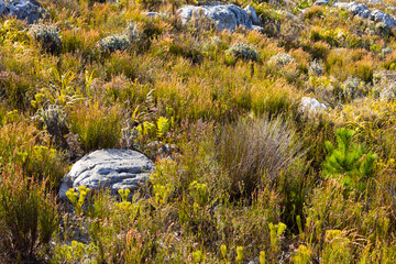 Rugged mountain landscape with fynbos flora in Cape Town