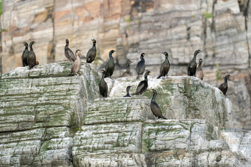 The European shag or common shag (Gulosus aristotelis)