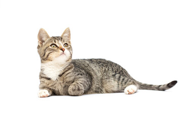 fluffy gray beautiful kitten. isolated on white background