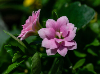 Fototapeta na wymiar rosa Blüte