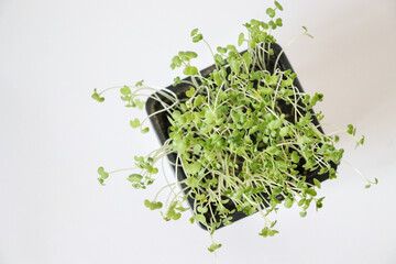 Microgreens in a black pot on a white background