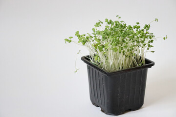 Microgreens in a black pot on a white background