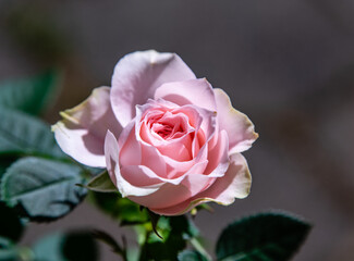 Rosenblüte rosa
