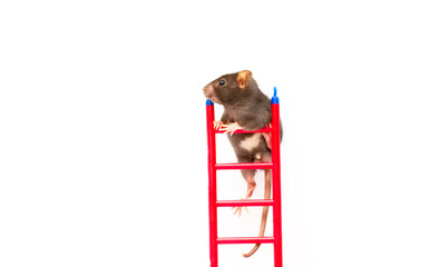 Funny black rat with ladder on white background