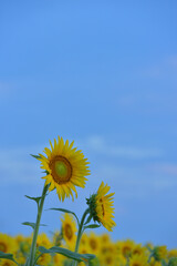 ひまわりのある風景