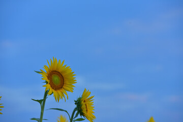 ひまわりのある風景