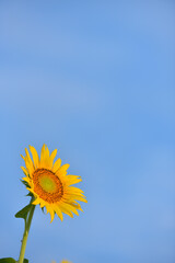 ひまわりのある風景