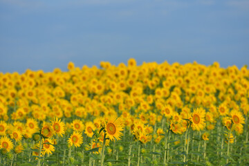 ひまわりのある風景