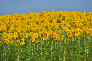 ひまわりのある風景