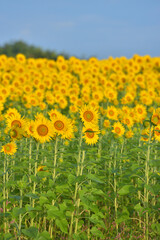 ひまわりのある風景