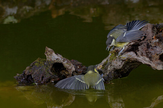 Cute great tits sitting on rough tree stump in lake in park