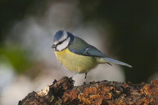 Attentive Eurasian blue tit bird sitting on tree trunk in sunny park